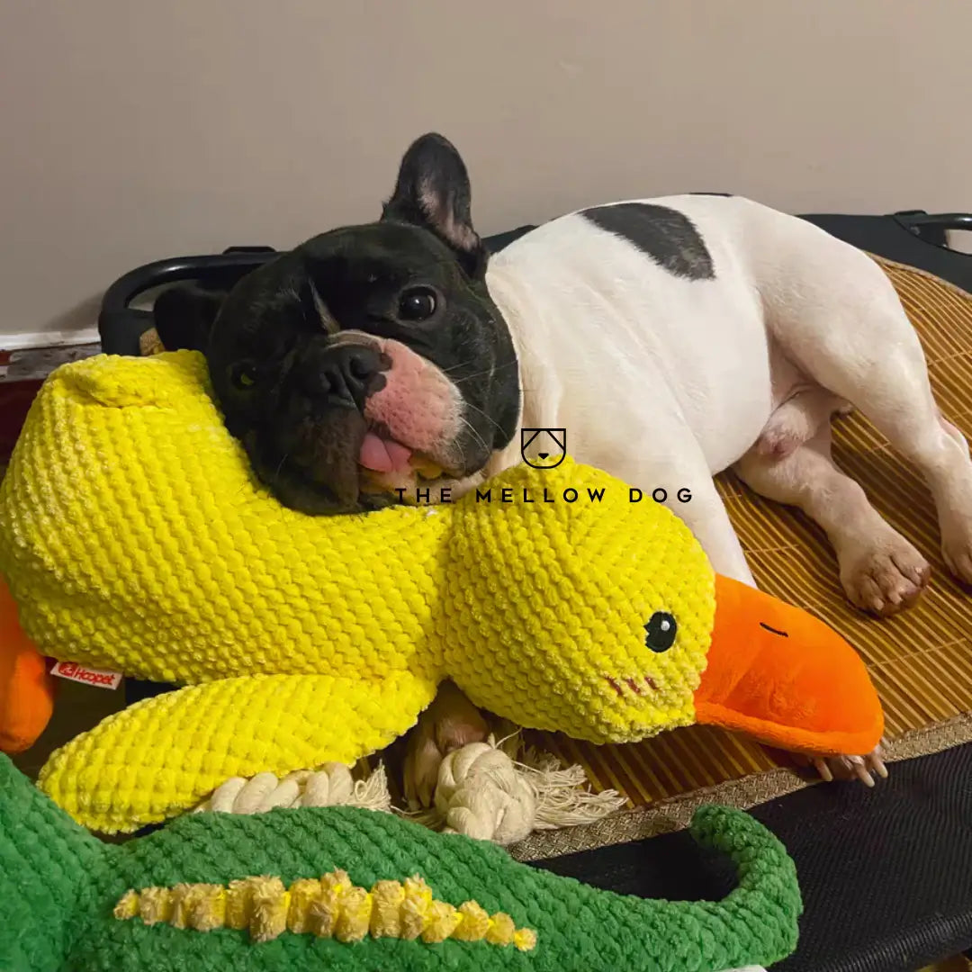Kalmerende Eend - Voor het Geluk en Welzijn van Uw Hond