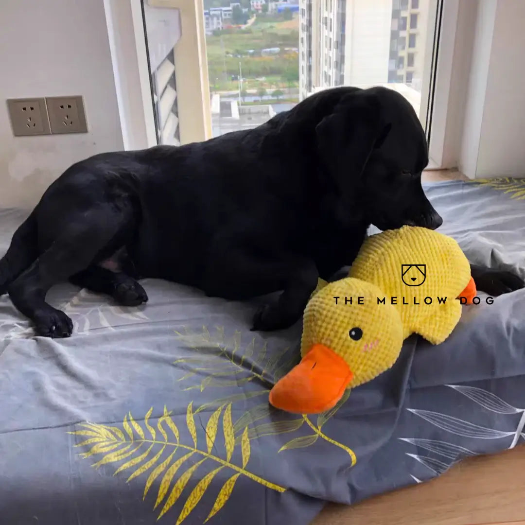 Kalmerende Eend - Voor het Geluk en Welzijn van Uw Hond