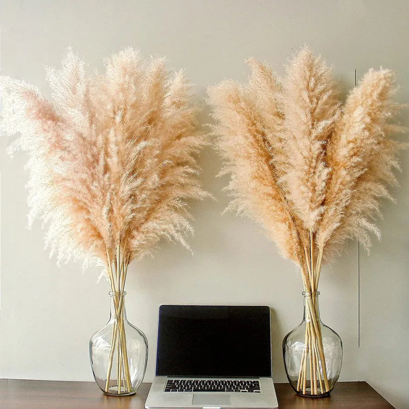 Close-up van het pluizige textuur van natuurlijk pampas gras. Perfecte huisdecoratie en gedroogd gras.
