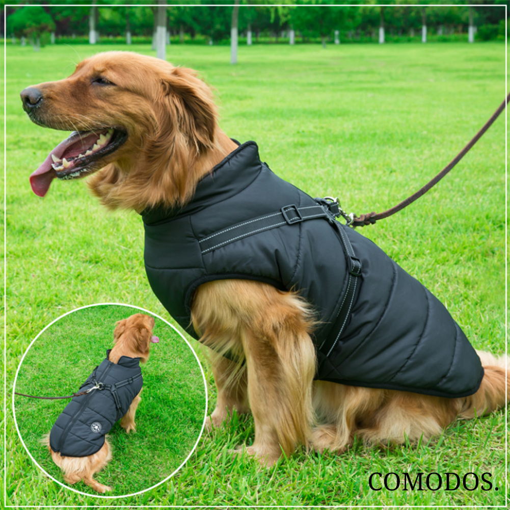 Hond draagt waterdicht harnasjack, warm en beschermend voor winterse wandelingen.