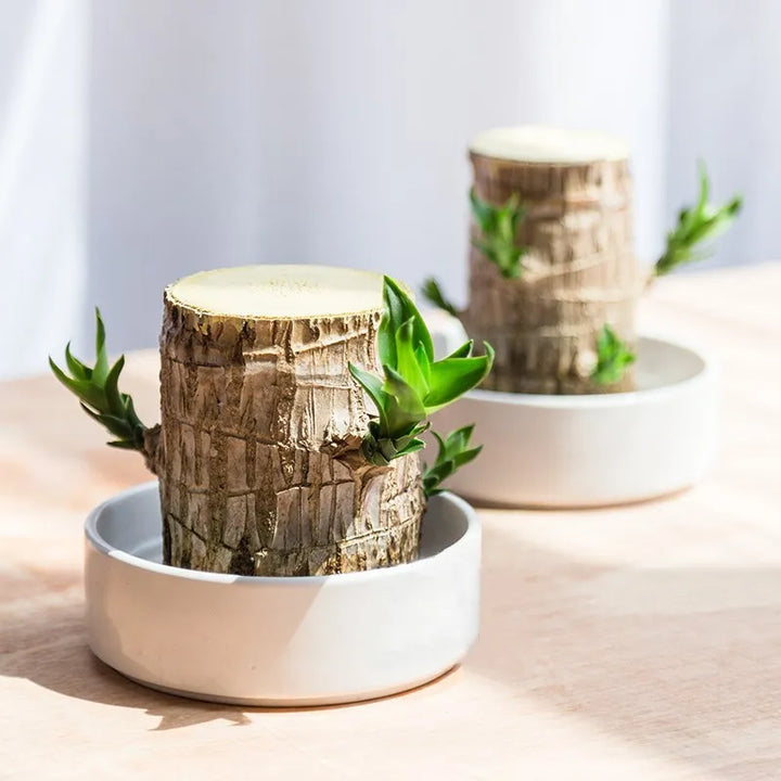 Groene decoratieve kamerplant verbetert je interieur en zuivert de lucht. Ideaal voor huis en kantoor.