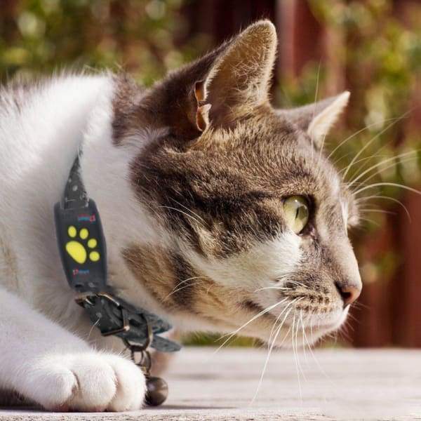 GPS halsband voor katten met real-time tracking, zorgt voor veilige monitoring van je huisdier.
