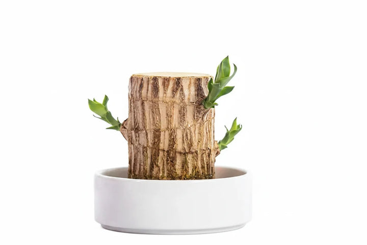 Natuurlijke luchtzuiverende kamerplant, essentieel voor een gezonde leefomgeving en groene huisdecoratie.