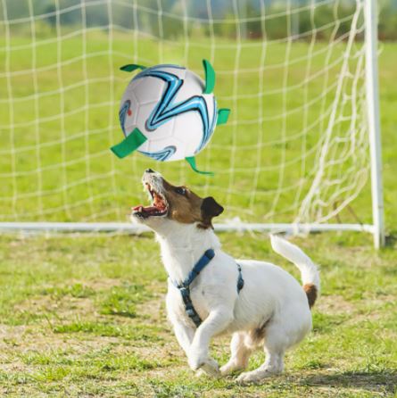 Duurzaam honden voetbal speelgoed van TPU nylon, perfect als drijfbal voor interactief spel en training.