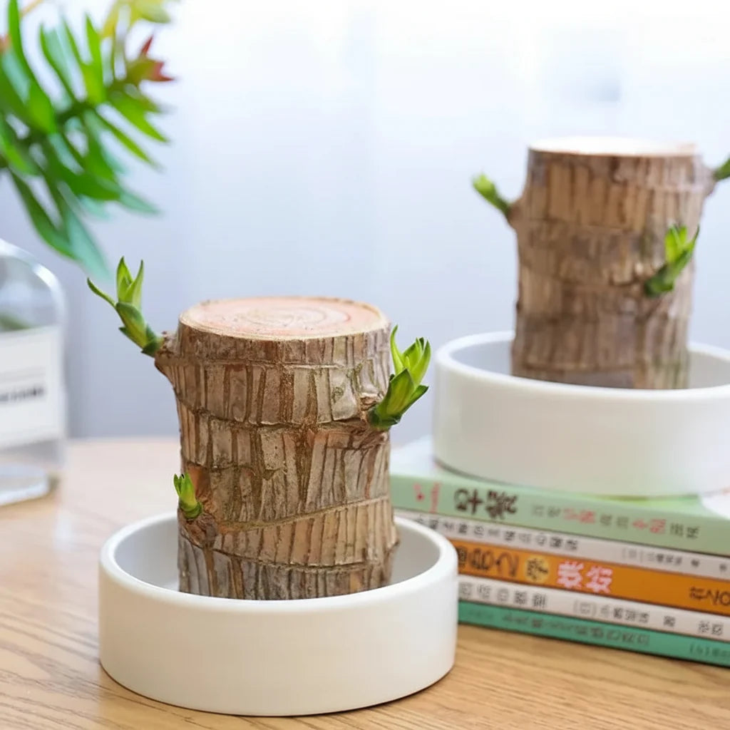 Luchtzuiverende kamerplant, perfect voor een rustgevend interieur en een gezond huis. Groen en decoratief.