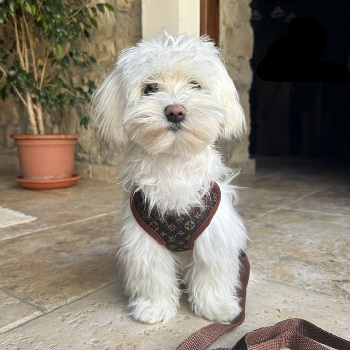 Bruin PawLuxe hondentuigje en lijnset van textiel. Ideaal voor veilige, comfortabele wandelingen met uw huisdier.