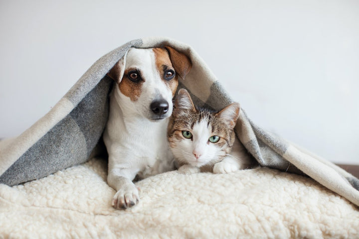 Slapende kat op een warm, comfortabel zelfverwarmend huisdierbed, perfect voor koude dagen.