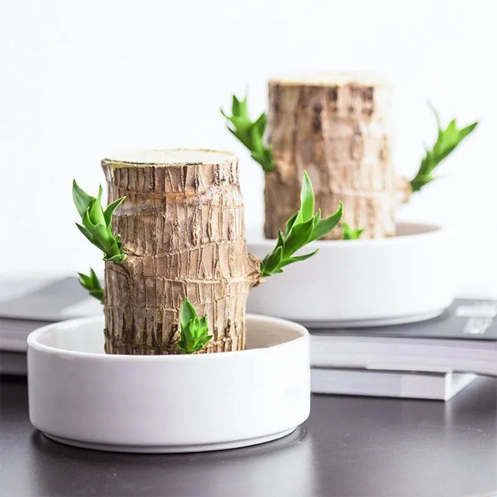 Ontspannende luchtzuiverende kamerplant, een groen cadeau dat rust brengt in elk huis. Voor binnen.