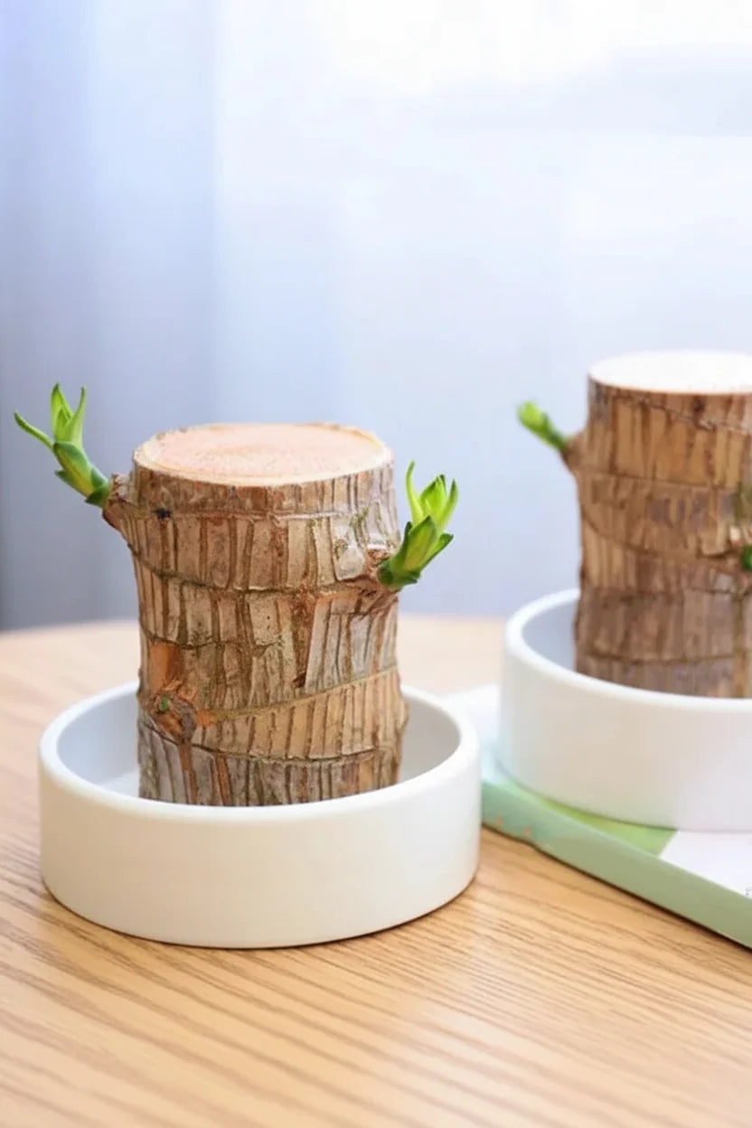 Mooie luchtzuiverende plant als stijlvolle interieurdecoratie, voor een frisse en groene sfeer in huis.