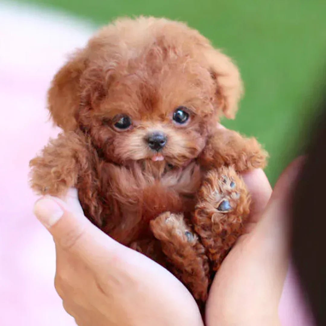 Zachte interactieve robot hond knuffel, perfect speelgoed voor kinderen en emotionele steun voor senioren.