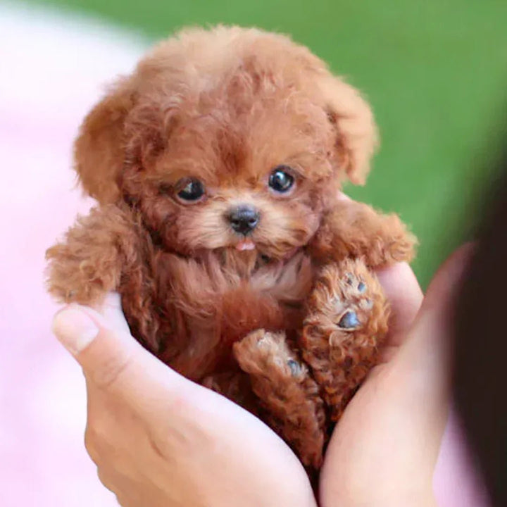 Zachte interactieve robot hond knuffel, perfect speelgoed voor kinderen en emotionele steun voor senioren.