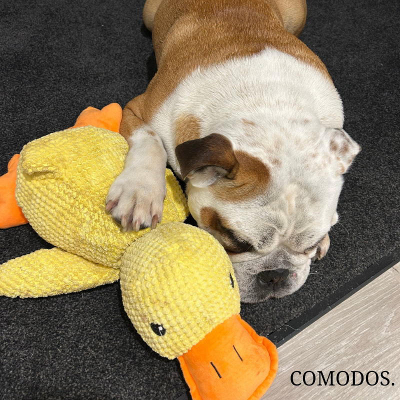 Zachte pluche hondenknuffel voor optimaal comfort en het welzijn van je hond. Tegen angst.