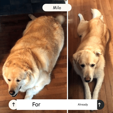 De FetchPro oplaadbare ballenschieter stimuleert honden tot activiteit en apporteertraining, ideaal voor huisdieren.