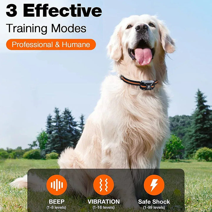 Hond traint buiten met een oranje trainingshalsband, focust op gehoorzaamheid en controle.