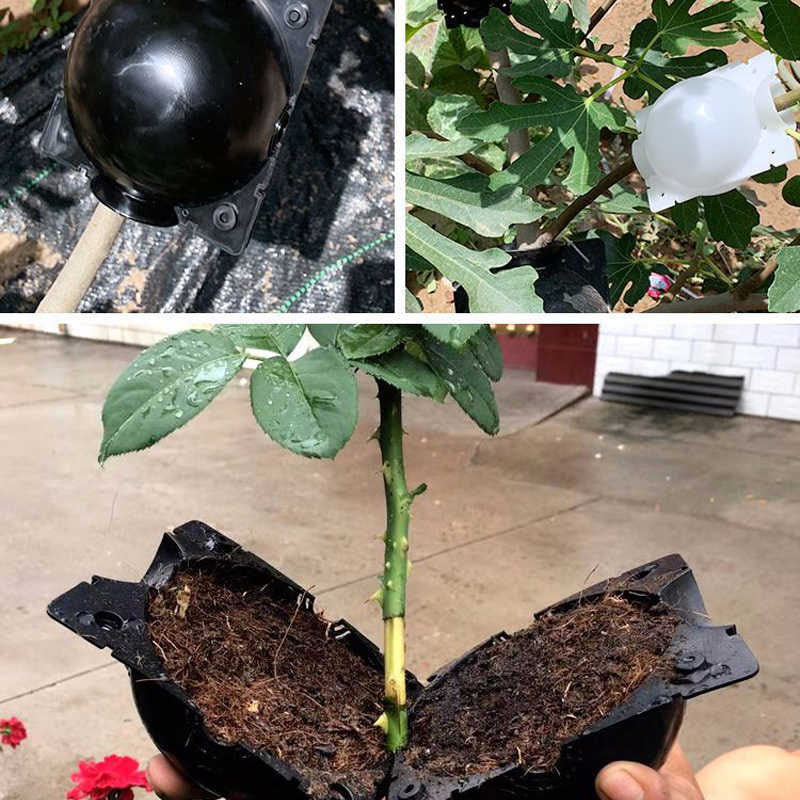 De vermeerderingsbal bevestigd aan een tak, voor het succesvol stekken en kweken van nieuwe planten.