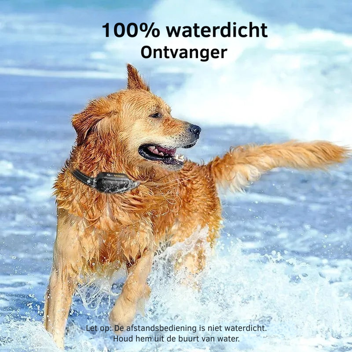 Hond leert commando's met de waterdichte trainingshalsband en afstandsbediening, voor betere gehoorzaamheid.
