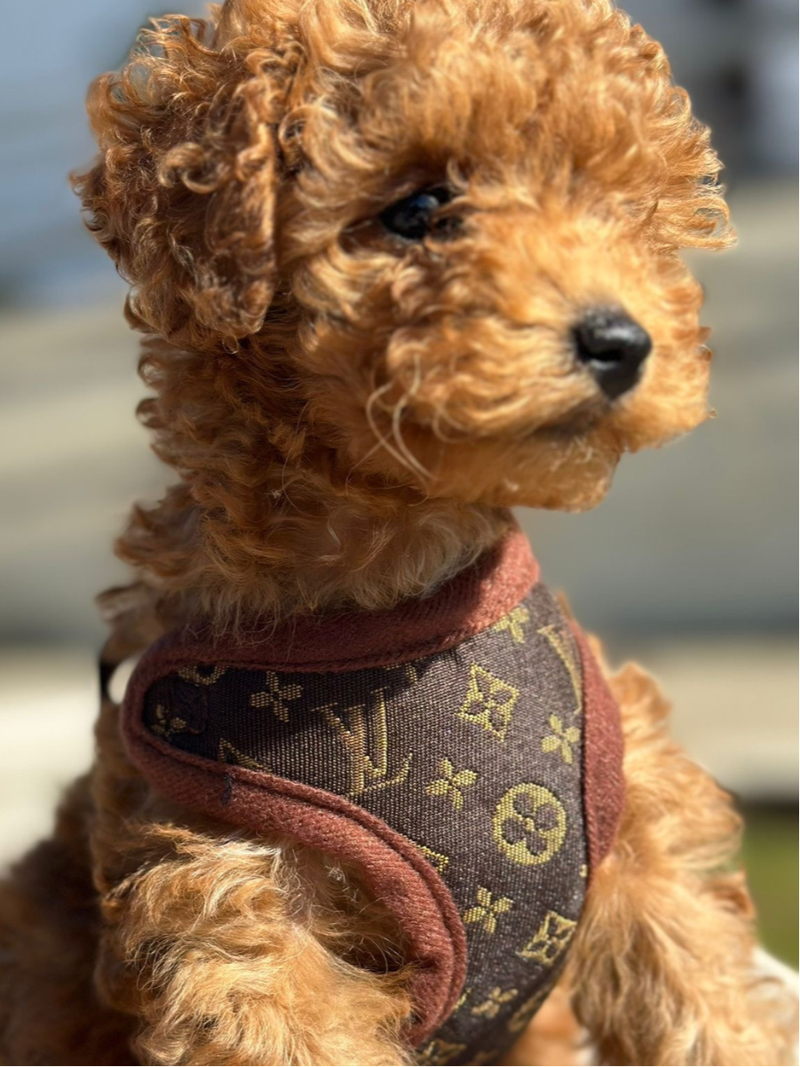 Hoogwaardig bruin textiel PawLuxe hondentuigje en hondenriem. Duurzame hondenaccessoires voor dagelijks gebruik.