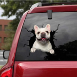 Franse Bulldog