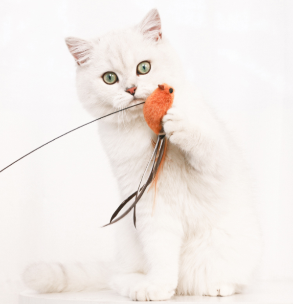 Innovatief speeltje voor actieve katten. Stimuleert natuurlijke instincten en zorgt voor urenlang speelplezier.