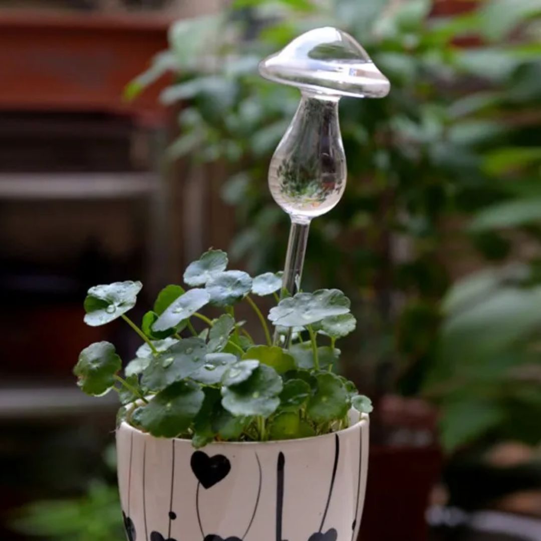Decoratief en functioneel glazen watergeefsysteem, automatische plantenverzorging voor uw interieur.