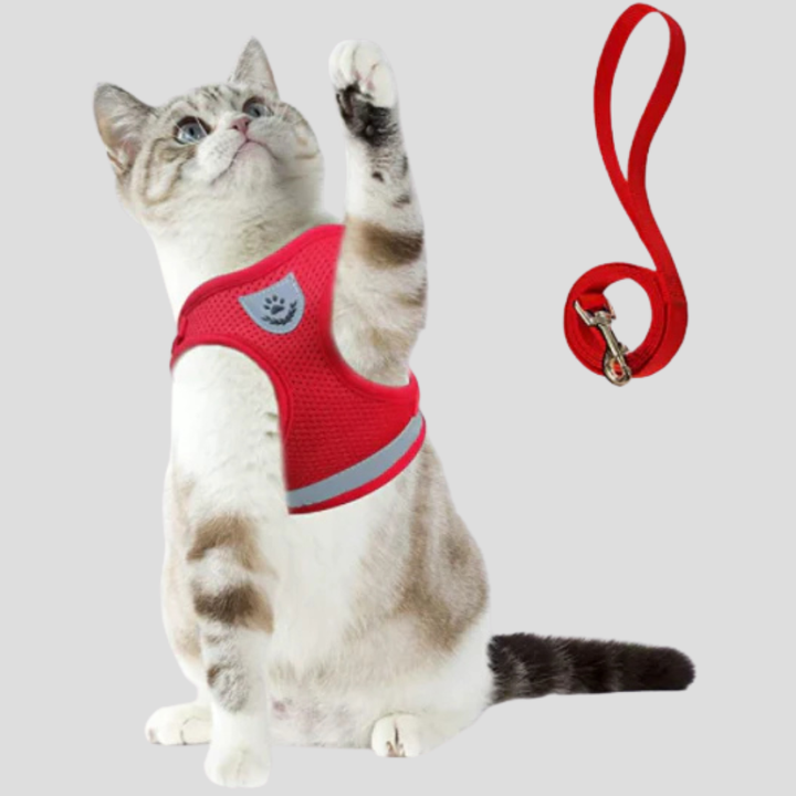 Blitse kat loopt veilig en comfortabel buiten met stevig kattenharnas en verstelbare kattenriem. Dierencomfort gegarandeerd.