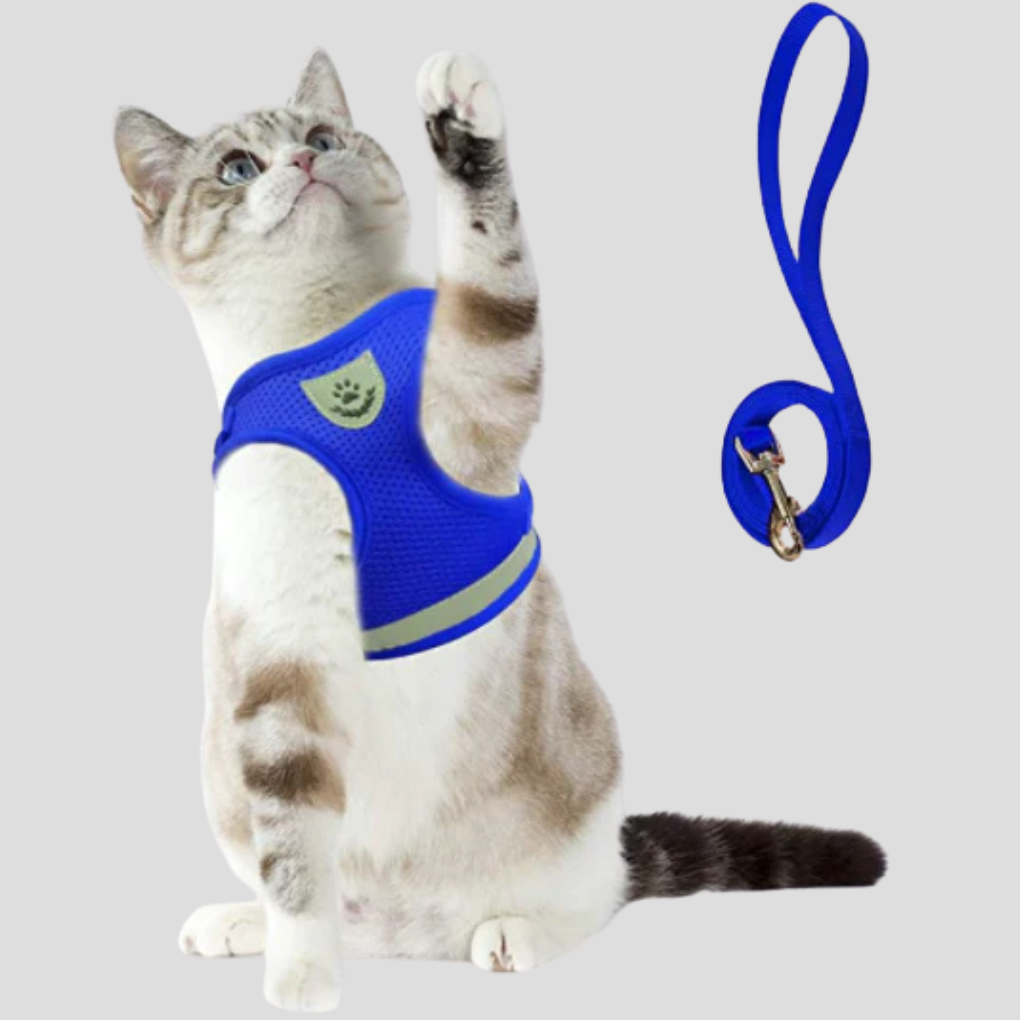 Een ontspannen kat verkent de buitenwereld, veilig vast in dit comfortabele kattenharnas en een betrouwbare kattenriem.
