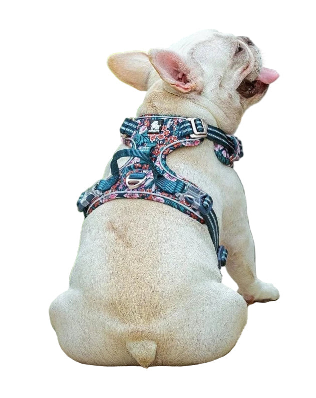 Comfortabel duurzaam hondenharnas, zwart, verstelbaar, voor veilig wandelen met elke hond.