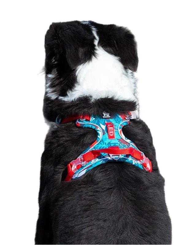 Hond met comfortabel, verstelbaar hondentuig, ideaal voor dagelijkse wandelingen en veiligheid.