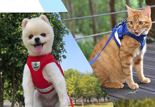 Kat in verstelbaar AdventureKit kattentuigje met lijn, klaar voor avontuurlijke wandelingen.
