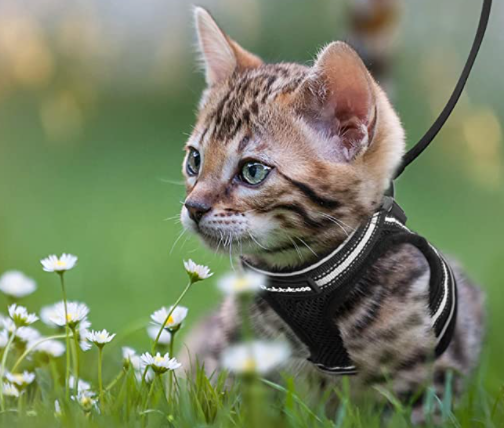 Comfortabel AdventureKit kattenriem en tuigje, verstelbaar voor perfecte pasvorm en veiligheid.