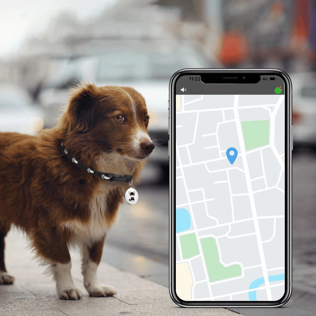 GPS tracker voor huisdieren naast een smartphone met de tracking app. Lokaliseer je hond of kat direct.