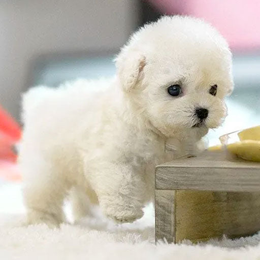 Zachte pluche hond, interactief unisex speelgoed, perfect als knuffelcadeau voor alle leeftijden.